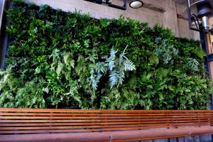 PlantsOnWalls revisits its year-old vertical garden fern wall installation for Urban Bistro in Burlingame, CA. http://PlantsOnWalls.com/