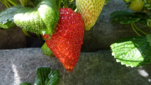Strawberry Vertical Garden made with Florafelt Living Wall Planters - http://PlantsOnWalls.com